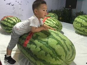 吃瓜群众分享大事,一窥社会热点背后的真相