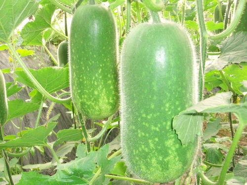 吃瓜搞笑视频卖货大全,搞笑视频带你畅游吃瓜卖货盛宴