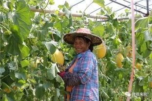 农村桐桐吃瓜,瓜果飘香里的快乐时光