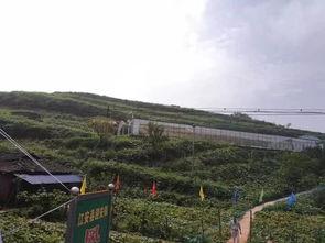 理塘吃瓜事件,一场网络狂欢背后的真相与反思