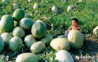 山东涛子吃瓜,揭秘娱乐圈幕后故事