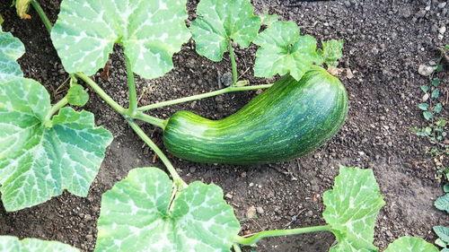 福建吃瓠瓜吗,探寻福建人吃瓠瓜的独特风味