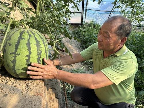 吃瓜王小瓜,揭秘娱乐圈那些不为人知的幕后故事