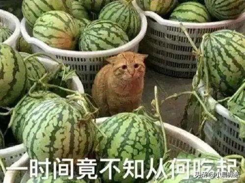 还在吃瓜