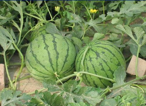 日照中介吃瓜事件,一场网络热议的职场风波揭秘