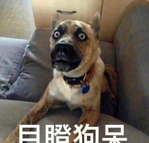 吃瓜的小狗头像,吃瓜小狗的趣味日常